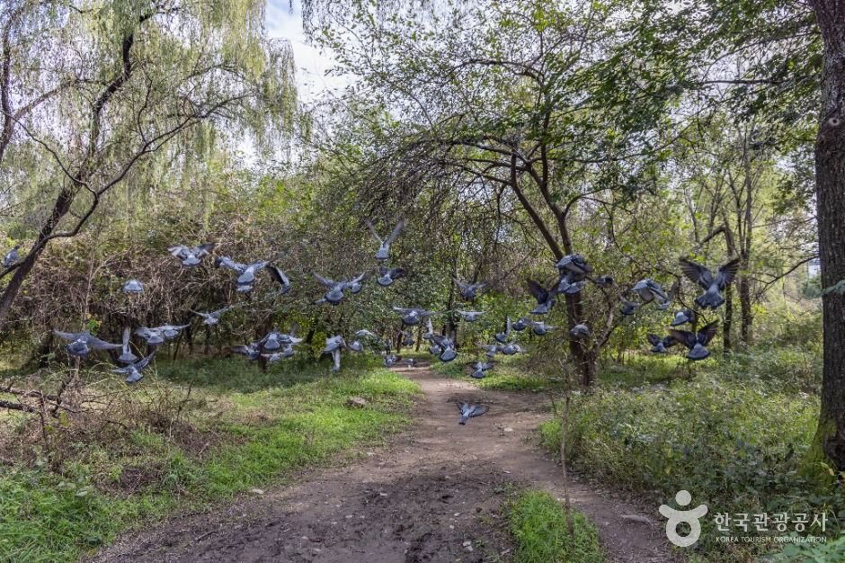 thumbnail-여의도샛강생태공원-7