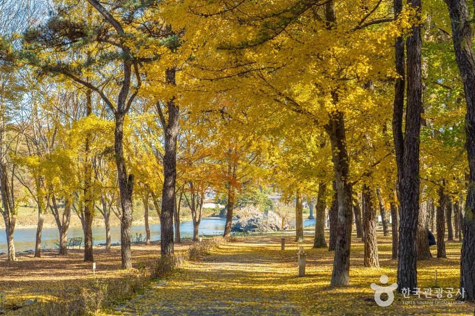 thumbnail-송호리송림-4