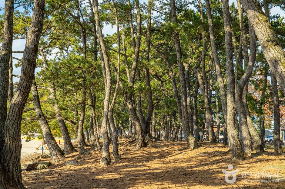 thumbnail-땅끝송호해수욕장-5