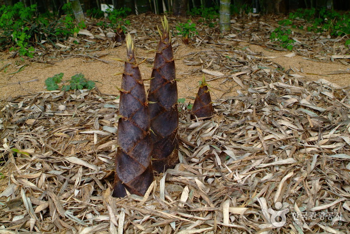 Bambouseraie de Daenamugol (대나무골 테마공원)9
