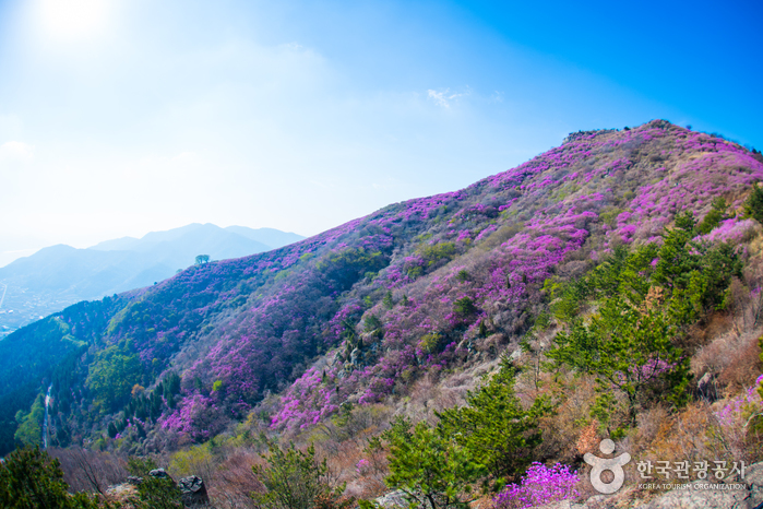 Mt. Yeongchwisan (Yeosu) (영취산 - 여수)