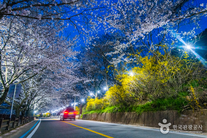 Gurye Seomjingang Cherry Blossom Trail (구례 섬진강 벚꽃길)