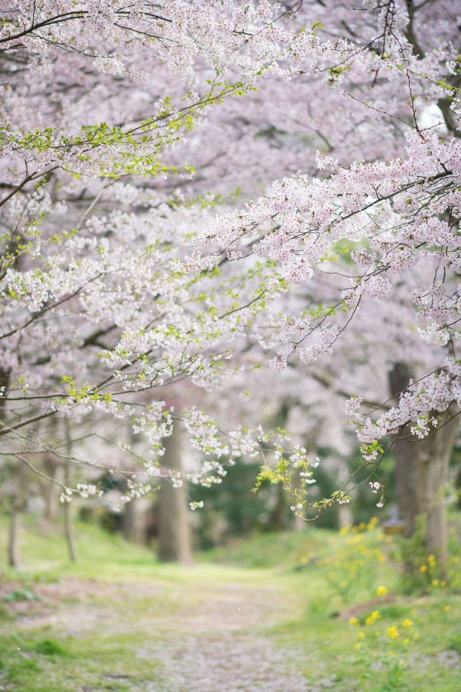 제주 한림공원 왕벚꽃축제 (13)