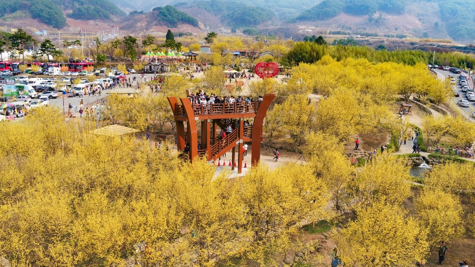 Фестиваль цветения кизила в Куре (구례산수유꽃축제)