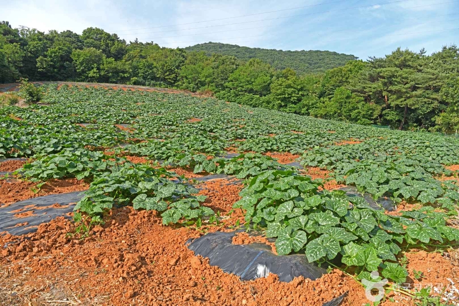 참샘골 호박농원