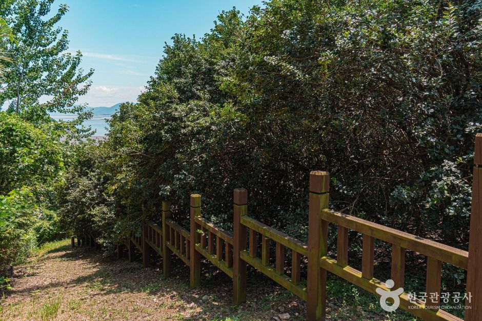 부안 도청리 호랑가시나무군락