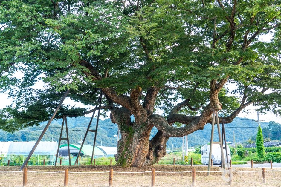 대전 괴곡동 느티나무