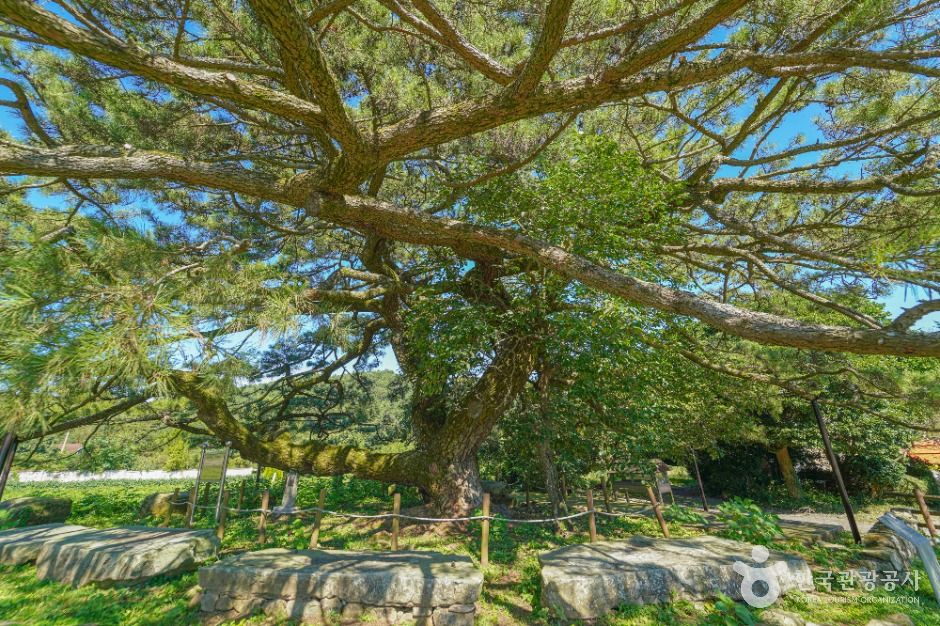 장흥 옥당리 효자송