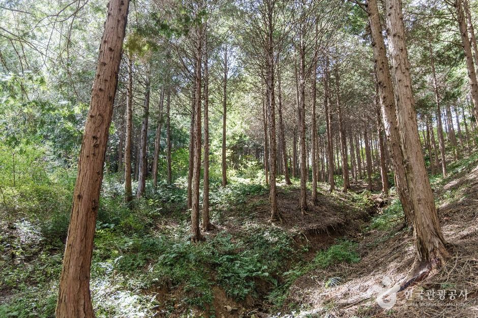 두동편백나무숲