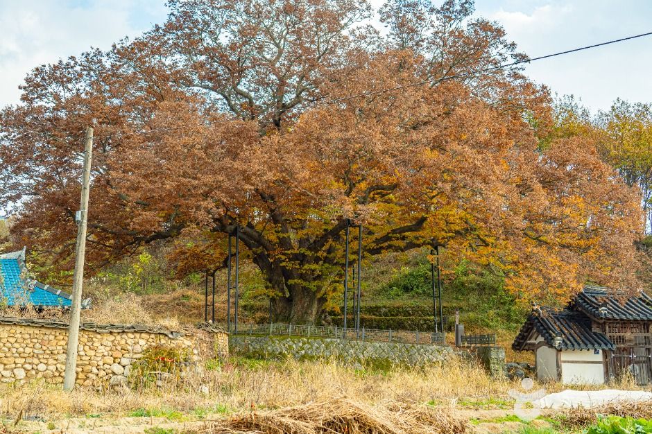 남원 진기리 느티나무