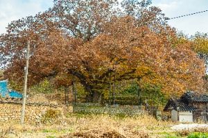 남원 진기리 느티나무
