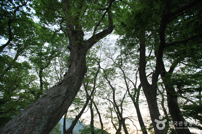 Mulgeon Windbreak Forest (남해 물건리 방조어부림)