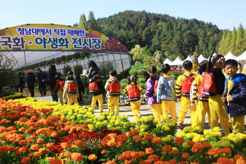 청남대 국화축제 2014
