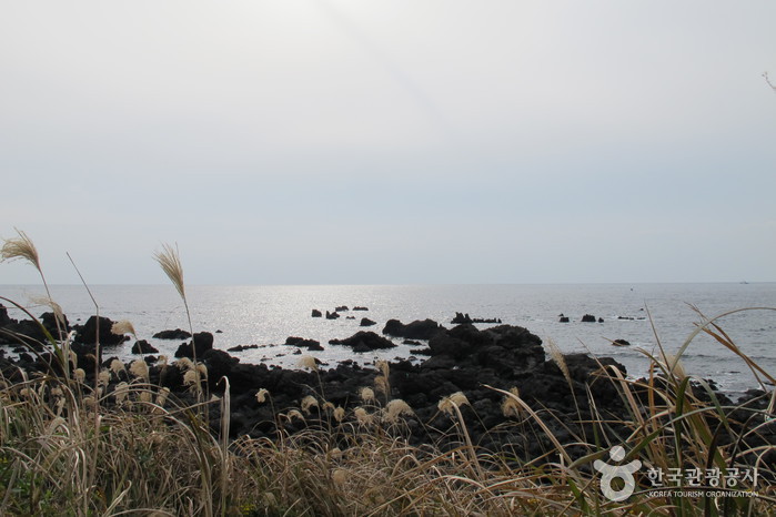 [제주올레 6코스] 쇠소깍-서귀포 올레8