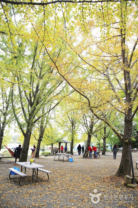 성미 급하게 벌써부터 잎을 털어내는 은행나무가 있는가 하면, 느긋하게 아직도 초록빛을 띠는 나무도 있다.