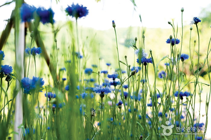 힐리언스 선마을 주변에 피어있는 파란색 꽃