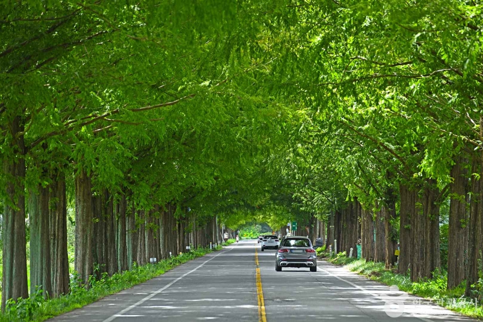 곡성 메타세쿼이아길