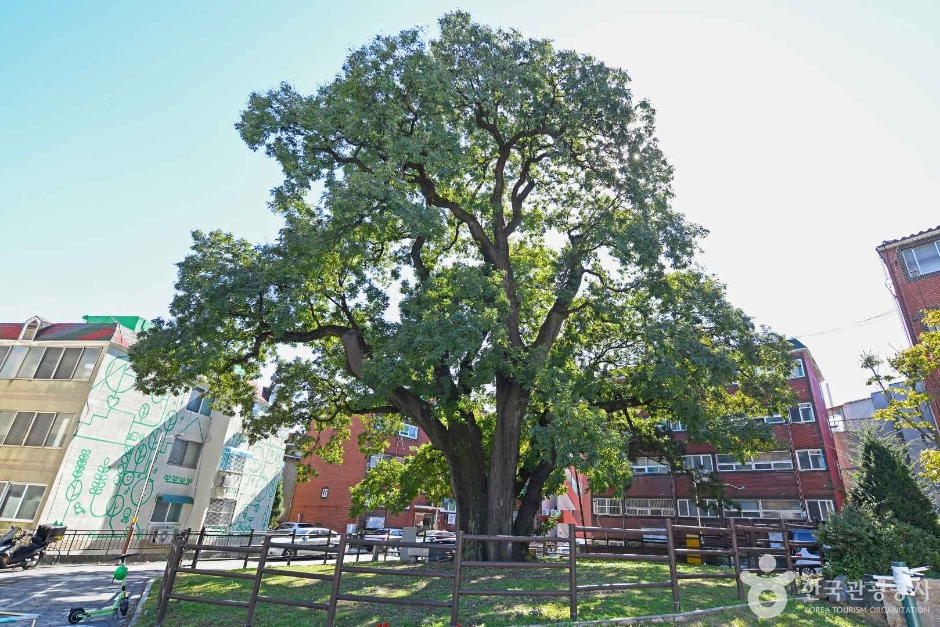 thumbnail-인천 신현동 회화나무-16