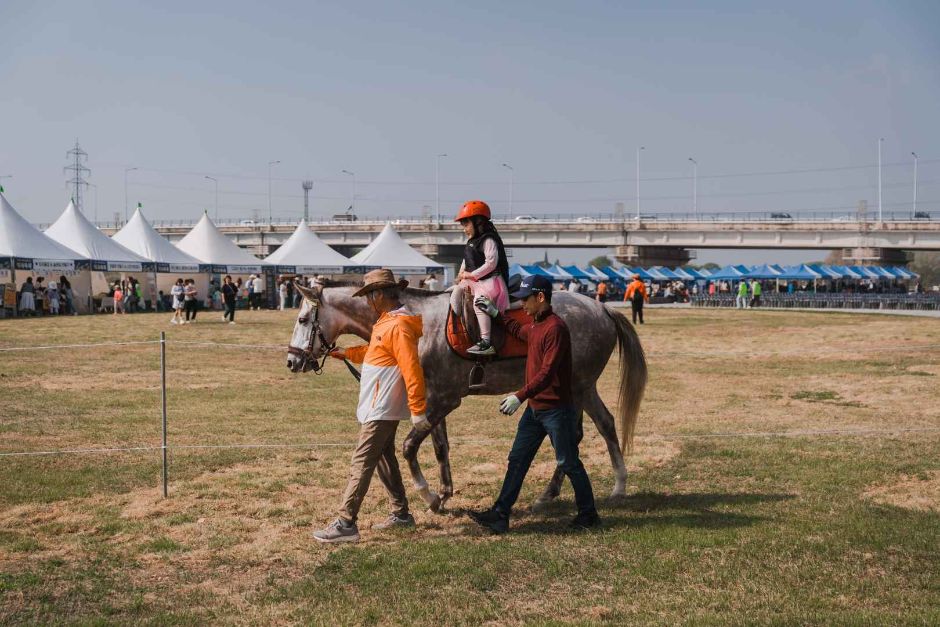 평택 원평나루 억새축제