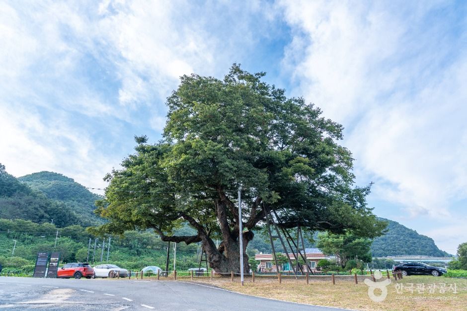 대전 괴곡동 느티나무