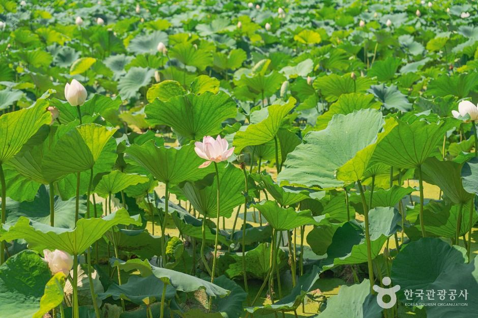 회야댐 생태습지
