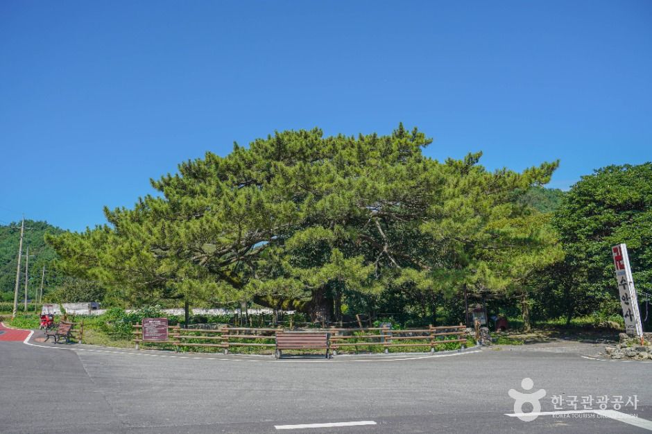 장흥 옥당리 효자송