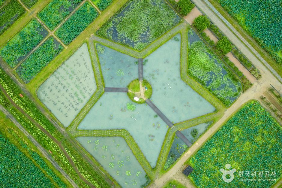 thumbnail-연꽃테마파크-5