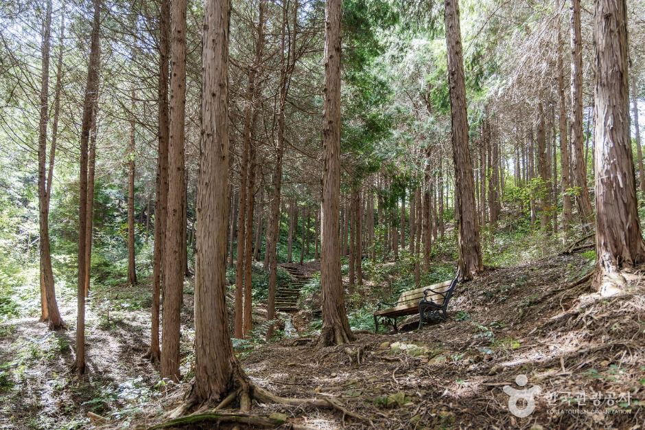 두동편백나무숲