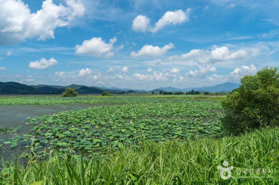 창원_주남저수지 철새도래지 (4)
