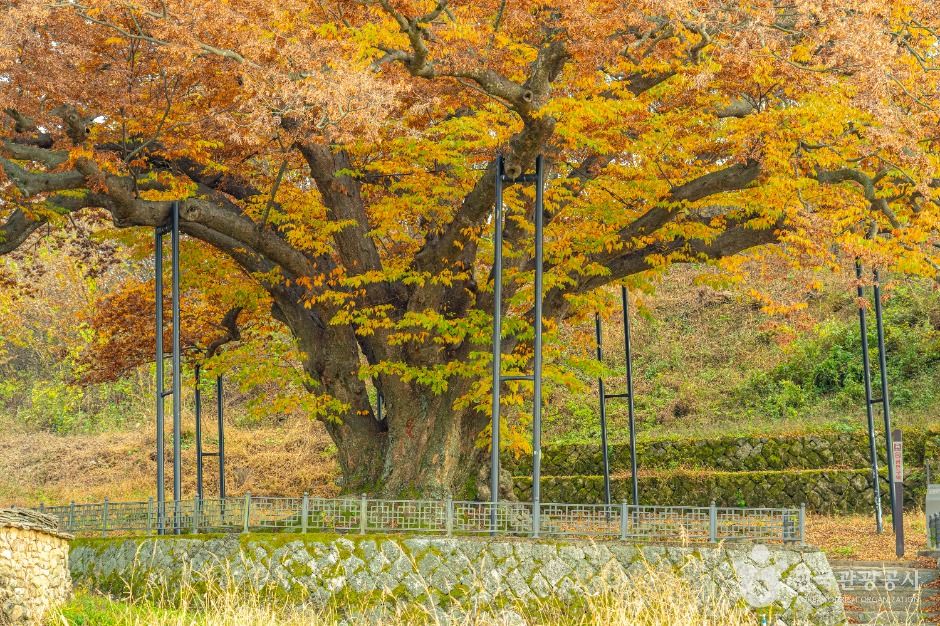 남원 진기리 느티나무