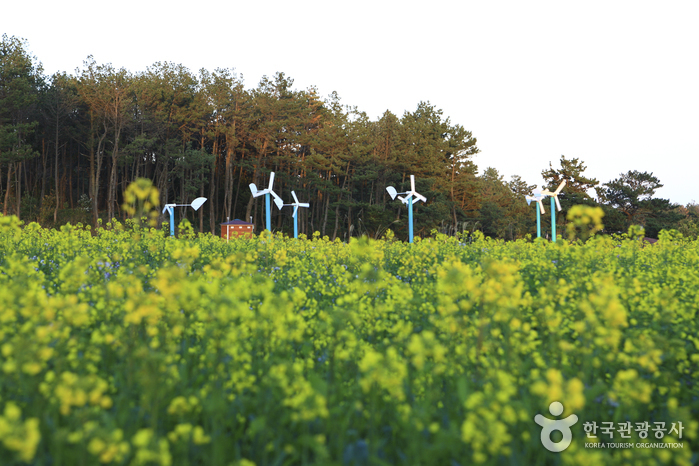 [제주올레 7코스] 서귀포-월평 올레