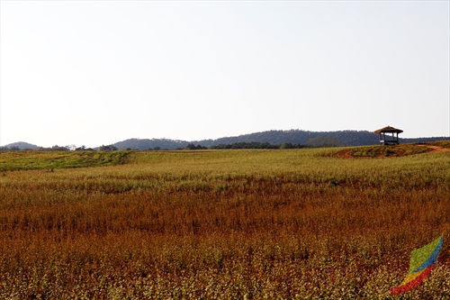 Borinara Hagwon Farm (보리나라 학원농장)