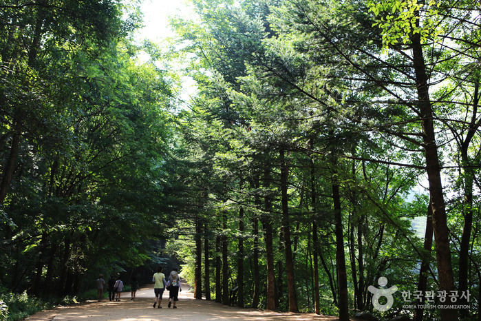 thumbnail-Woljeongsa Temple & Fir Tree Forest (월정사·월정사 전나무숲 )-4