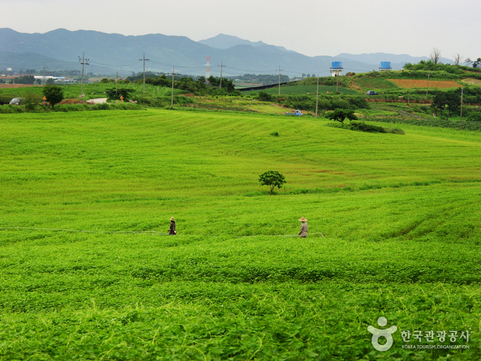 Borinara Hagwon Farm...