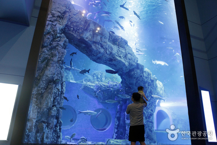 Danuri Aquarium de Danyang (단양 다누리아쿠아리움)