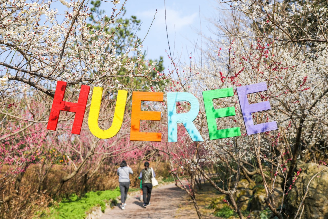 Festival de las Flores de Ciruelo de Hueree (휴애리 매화축제)