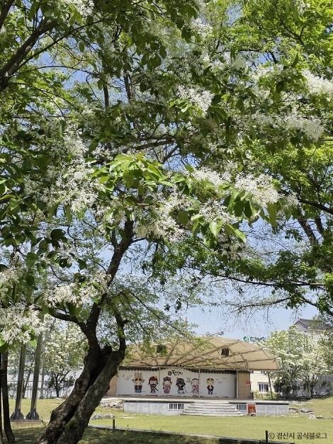 자인계정숲(경산 자인의계정숲)
