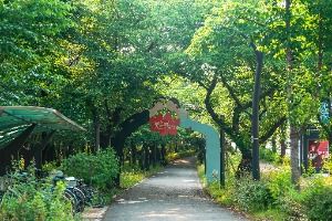 대구_꽃보라동산 (6)