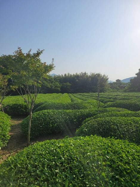 thumbnail-매암차박물관-7