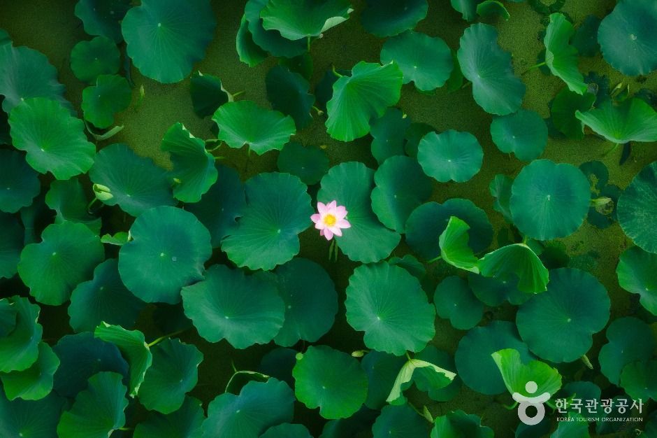 연꽃테마파크