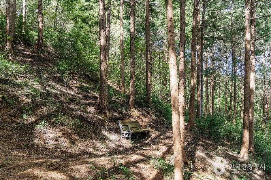 두동편백나무숲