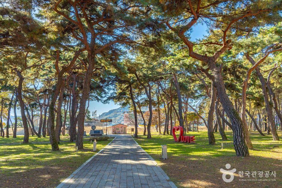 thumbnail-송호리송림-7