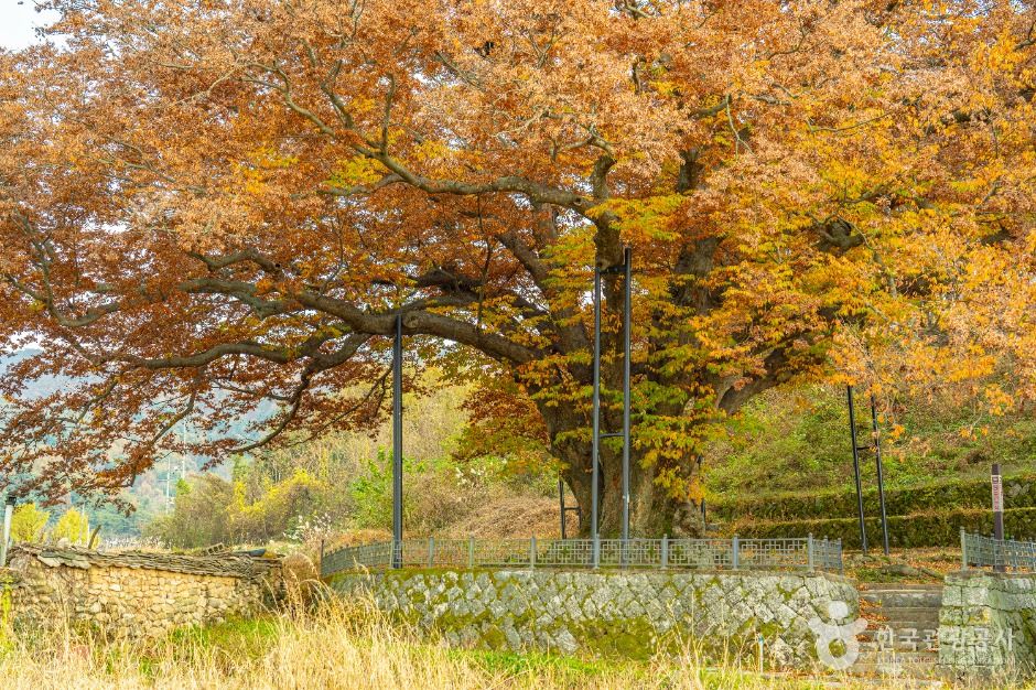 남원 진기리 느티나무