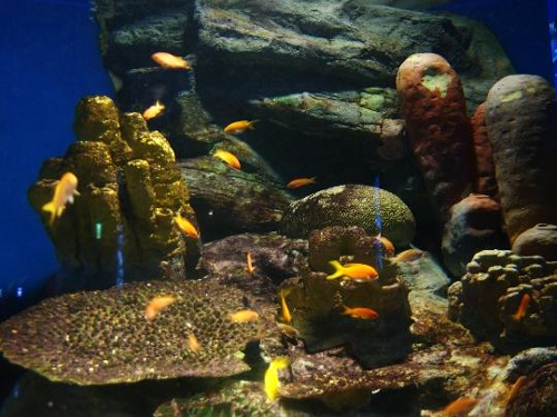 63 Sea World
