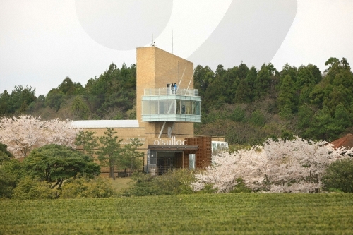 [제주올레 14-1코스] 저지-무릉 올레1