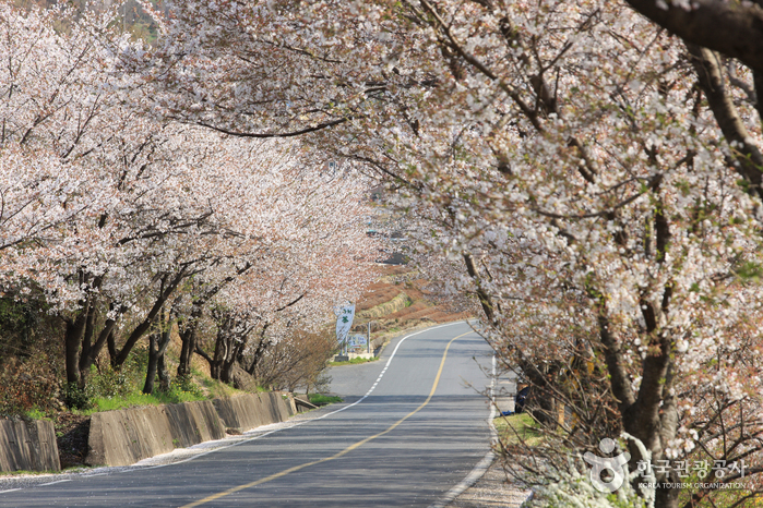 Route des cerisiers en fleurs de dix lis (십리벚꽃길)