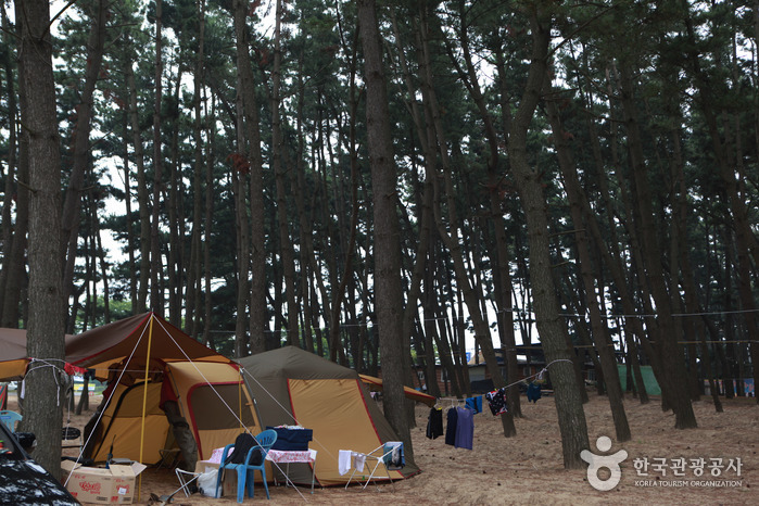 해송림에 쳐놓은 몇개의 텐트