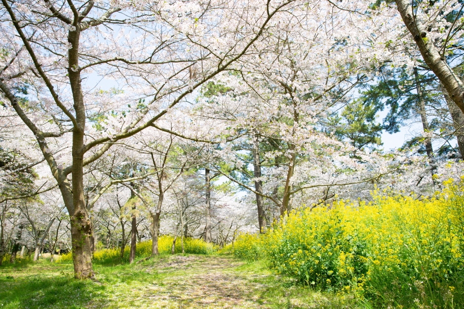 제주 한림공원 왕벚꽃축제 (19)