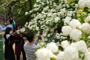  2025 청남대 봄꽃축제 영춘제 1