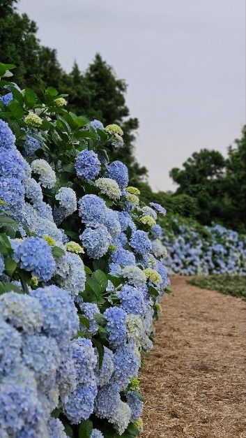 보롬왓 수국정원 축제